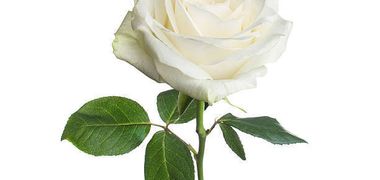 Marie-Paule Goulet Johnson