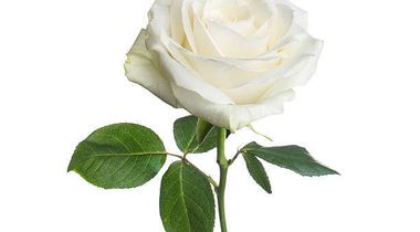 Marie-Paule Goulet Johnson