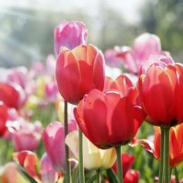 H6RrPSKMJKQ3nL67pAbq8e5zW77yviZI79TmqZEZ