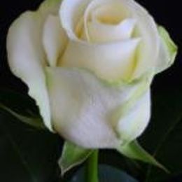 47q8w6AkXRDl2KMoms5xsgwNXl7r1kjBivryaNJU