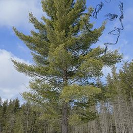 PWxFIIAqxkHGyz8aCdBgBPH3QivHQu46lb7D3diX