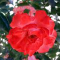Joyce Marie Heidt