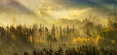 Gary Brent Welander
