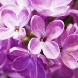 Photo of Dorothy Ann (Burns) Pace, obituary