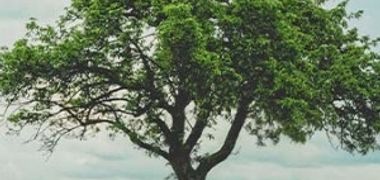 Cérémonie Arbre de Vie 2025
