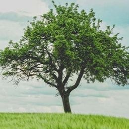 Photo de Cérémonie Arbre de Vie 2026, avis de décès à Thetford Mines