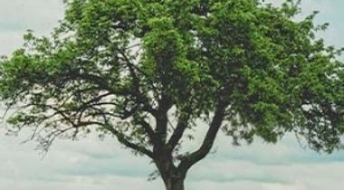 Cérémonie Arbre de Vie 2026
