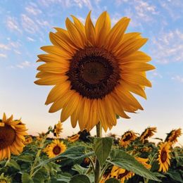 Photo of Cynthia Dawn Umbarger, obituary