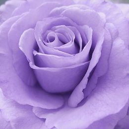 Photo of Alma Lee Burleson, obituary