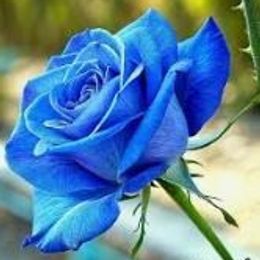 Photo of Tyson Paul Brown, obituary