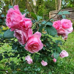 Photo of Pamela Kay Glenn, obituary