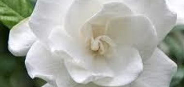 Maria Colon