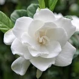 Photo of Maria Colon, obituary