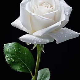 Photo of Shirley Ann Munoz, obituary