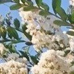 Photo of Theresa Lebac, obituary