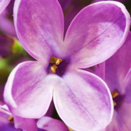 Photo of Sheila Scherl, obituary