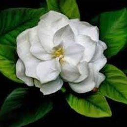 Photo of Louise E. Douglas, obituary in Berry