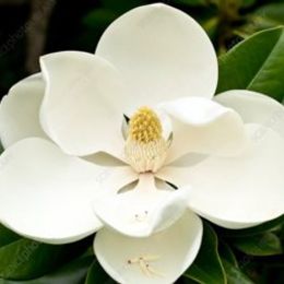 Photo of Mary Susan Henick, obituary