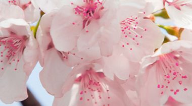 Lenore Berck