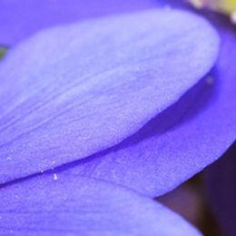 Photo of Frances W. Kosmicki, obituary