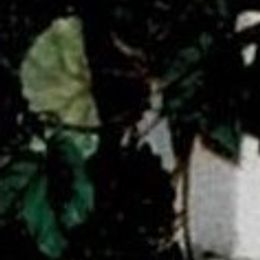 Photo of Murphy Allen, obituary