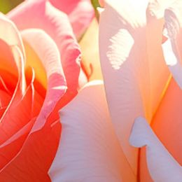 Photo of Alison Nicole McWain, obituary in Lyster