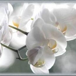 Photo of Caroline Dulude, obituary in Gatineau
