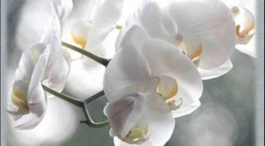 Kizisokwe Allard