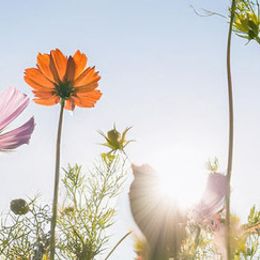 Photo de Mary Elizabeth Bailey Henry, avis de décès