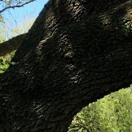 Photo de Daniel Lawrence McCairns, avis de décès à Austin
