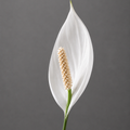 Suzanne Rainville